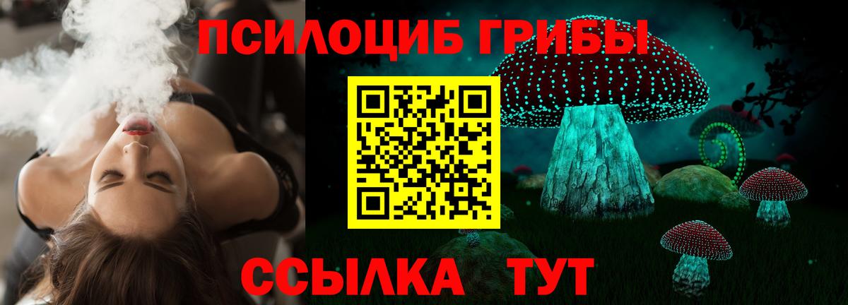 Псилоцибиновые грибы Psilocybine cubensis Сокол